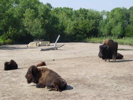 zoo
